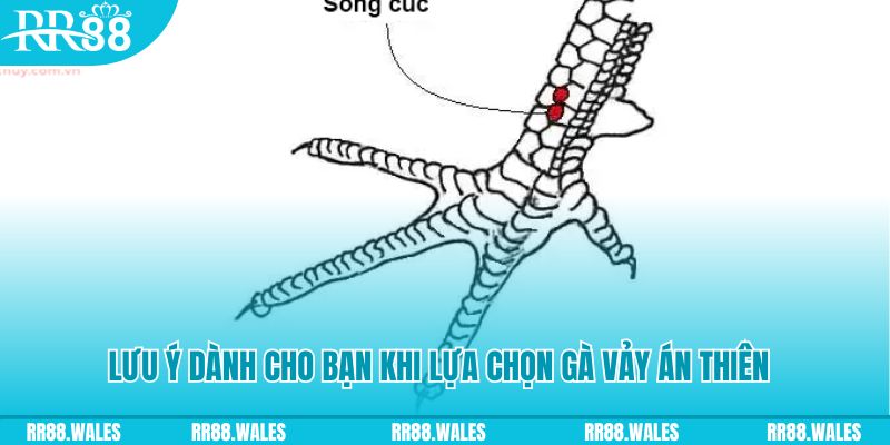 ae888 lan how to play roulette at casino