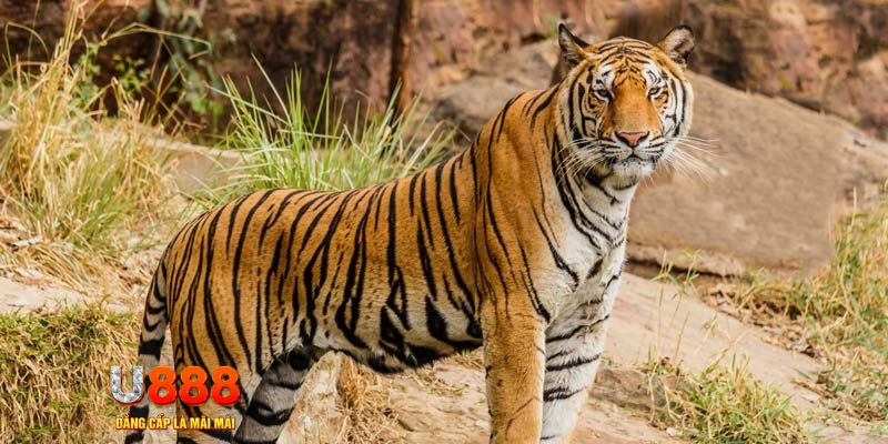 ae888 lan ban ca vip online