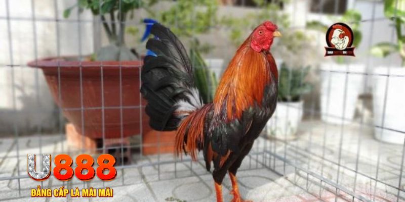 ae888 lan tải nổ hũ trên máy tính