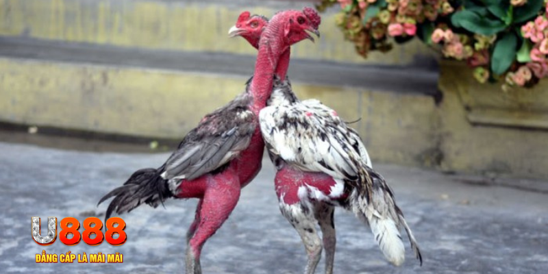 ae888 lan bàn cầu điểm số tay trước trong baccarat là gì