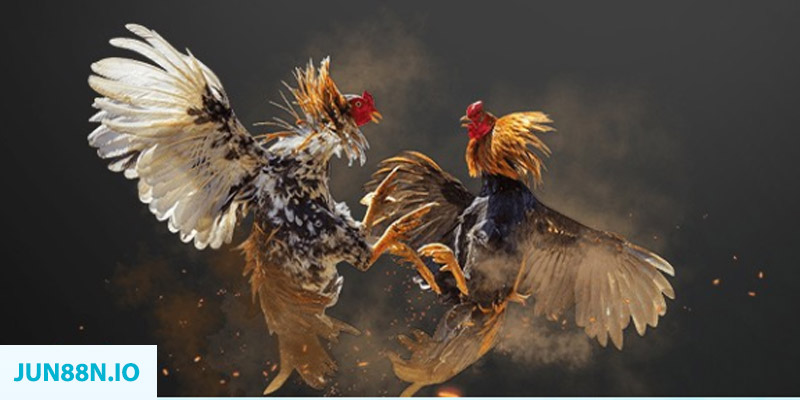 ae888 lan đăng nhập sòng bạc miễn phí