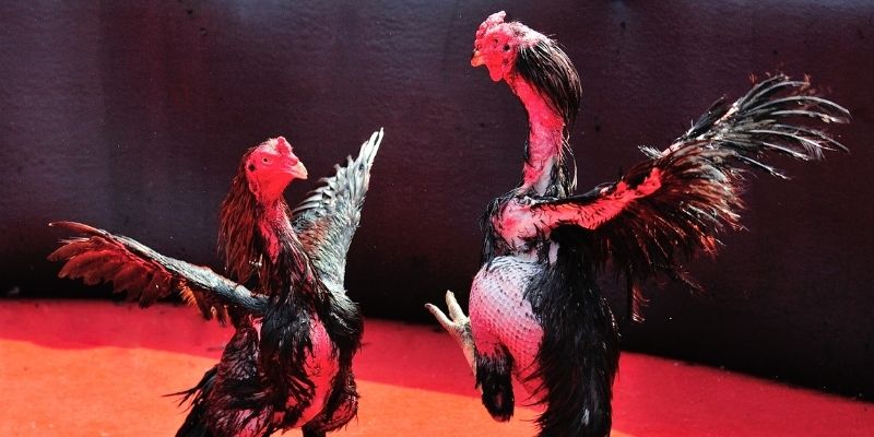 ae888 lan Spribe Điện Tử